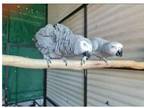 BJK 2 African Grey Parrots Birds available