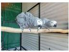 FU 2 African Grey Parrots Birds available