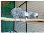 CRE 2 African Grey Parrots Birds available