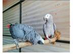 CPD 2 African Grey Parrots Birds available