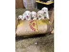 Great Pyrenees Puppies!