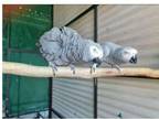 PAC 2 African Grey Parrots Birds available