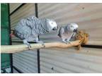 OOT 2 African Grey Parrots Birds available
