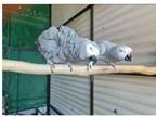 BGG 2 African Grey Parrots Birds available