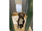 Adopt Patty a Australian Cattle Dog / Blue Heeler, Pit Bull Terrier