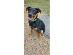 Adopt Jimmy a Rottweiler, Shepherd