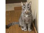 Adopt Nala a Tabby