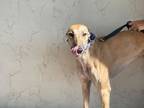 Adopt Winner a Greyhound