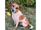 Adopt Mannix a Jack Russell Terrier, Beagle