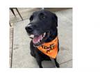 Adopt Falcon a Labrador Retriever