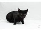 Adopt Mayhem a Domestic Short Hair