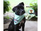 Adopt Boudreaux a American Staffordshire Terrier, Mixed Breed