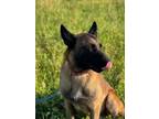 Adopt Scout - Located in Texas a Belgian Shepherd / Malinois