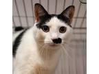 Adopt Boogie Woogie a Domestic Short Hair