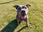 Adopt MORGAN a Pit Bull Terrier