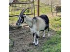 Adopt PANSY a Goat