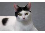 Adopt Bella a Domestic Short Hair