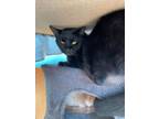 Adopt Joyce a Domestic Short Hair