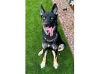 Adopt Ellie Lou a German Shepherd Dog, Siberian Husky