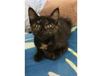 Adopt Acorn INDOOR ONLY a Domestic Short Hair