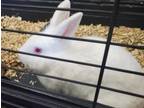 Adopt Winter a Bunny Rabbit