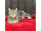 Adopt Phoebe a Tabby