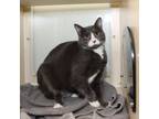 Adopt Ashlee a Domestic Short Hair