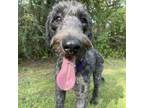 Adopt Lilah a Standard Poodle, Schnauzer