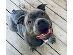 Adopt Shelby a Pit Bull Terrier