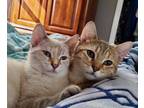 Adopt Max and Gidget - This listing is for two kittens a Domestic Short Hair