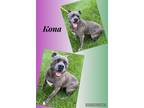 Adopt KONA a Cane Corso