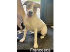 Adopt Francesca a Hound, Labrador Retriever