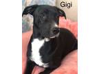 Adopt Gigi a Labrador Retriever, Great Dane