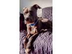 Adopt Shyanne a Boxer, Mixed Breed