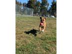 Adopt Freya a American Staffordshire Terrier, Boxer