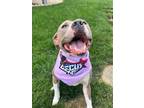 Adopt Nina a American Staffordshire Terrier