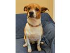 Adopt Buckley a Parson Russell Terrier