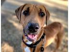 Adopt DOPEY a Labrador Retriever, Pit Bull Terrier