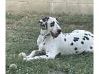 Adopt Enzo a Dalmatian