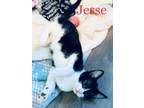 Adopt Jessie a American Shorthair, Siamese