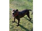 Adopt Fred a American Staffordshire Terrier, Boxer