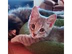 Rory Domestic Shorthair Kitten Female