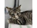 Mars Domestic Shorthair Kitten Male