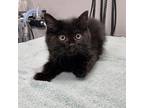 Raisin Domestic Longhair Kitten Female