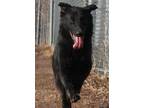 Adopt Athena a Black German Shepherd Dog / Flat-Coated Retriever dog in Clear