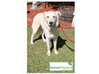 Adopt Deuce(Marry) a White Mixed Breed (Large) / Mixed dog in Covington