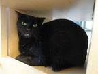 Adopt WASABI a All Black Domestic Shorthair / Mixed (short coat) cat in Fort