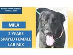 Adopt MILA a Black - with White Labrador Retriever / Mixed dog in Rogers