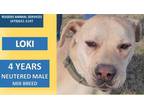 Adopt LOKI a Tan/Yellow/Fawn Labrador Retriever / Mixed dog in Rogers