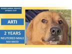 Adopt ARTI a Brown/Chocolate German Shepherd Dog / Mixed dog in Rogers